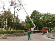 Санитарна сеч по Главната