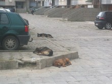Глутница кучета тормози майки с деца в Пловдив