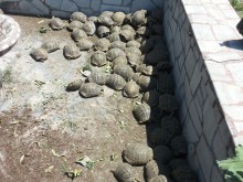 Заловиха жител на Раковски, превозващ 120 сухоземни костенурки