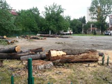 Секат тополи в двора на пловдивско училище, вижте защо