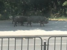 Прасета се разхождат спокойно из Пловдив