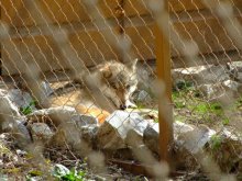 Зооградината ще бъде затворена при ремонта