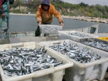 Цените на рибата скочиха двойно от морето до магазините