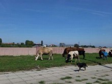 Крави и прасета пасат на воля насред Пловдив