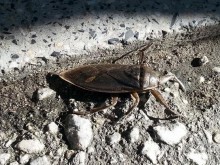 Гигантски буболечки плъзнаха из Пловдив