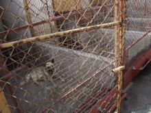 Общината иска от държавата 5 дка за кучешки приют