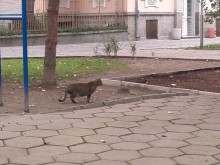 Пловдивчани масово хранят улични котки, грози ги сериозна глоба