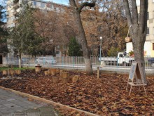 Сови избраха за свое обитание двора на пловдивска детска градина