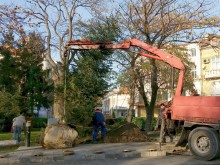 Ето я новата жива коледна елха в центъра на Пловдив