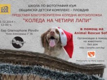 Фотоизложба на тема "Коледа на четири лапи" 