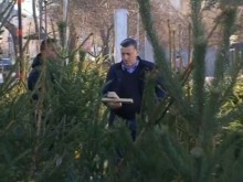 Конфискуваха 167 незаконни живи елхи в Пловдив