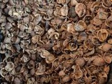 Пловдивчанка изтезава детето си на колене върху орехови черупки