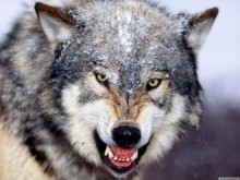 Около 100 домашни животни са изядени от вълци в околностите на Свежен