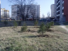 Засадиха смърчове в Пловдив, вижте къде!