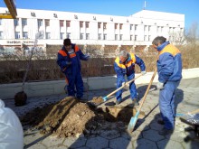 Две нови дръвчета на спирката до "Тримонциум" на мястото на отсеченото