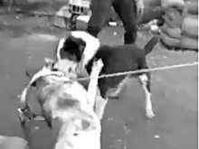 Боеве с кучета в циганската махала на Стамболийски взривиха Фейсбук