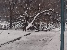 Дърво падна в "Тракия"