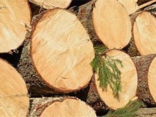 Изсякоха огромна гора без знанието на собствениците