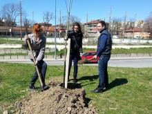 30 чинара засадиха днес до Коматевския надлез