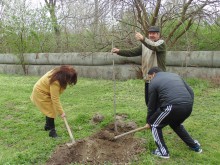 Поредна залесителна акция се проведе днес в "Северен"