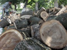 Слагат баркод на дървесината
