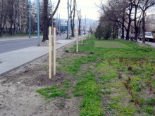 Червен дъб, чинар и липа по обновения бул. "Македония"