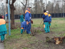 Унищожени дървета в "Тракия", дали?