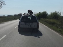Гавра, мъчение и жестокост: Цигани завързаха куче върху покрива на колата си!