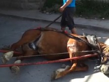 Цигани пребиха с вериги изтощен от умора кон 
