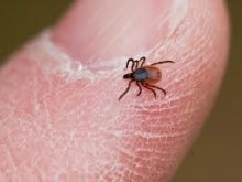 Съветват пловдивчани как да се предпазват от кърлежи