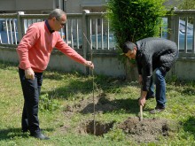 Над 50 дръвчета засадиха в "Централен"