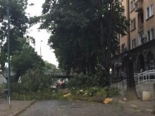 Ураганен вятър в Пловдив събори дървета и причини материални щети