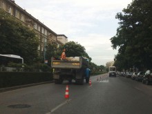 ОП "Градини и паркове" реши да подрязва розички в час пик, шофьорите бесни!