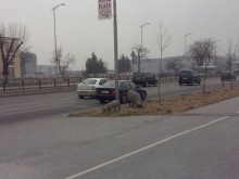 В "Коматево" и "Прослав" не спазват наредбата за гледане на добитък в Пловдив