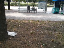 Читател възнегодува: "Срещу "Папараци" - що за име на спирка е това?