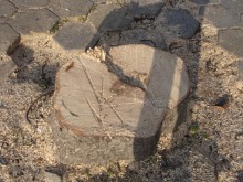 Отрязаха опасно надвиснало дърво над главен път