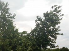 Бурята снощи събори множество дървета