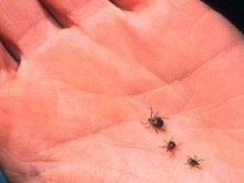 9 ухапани от кърлеж за седмица в областта