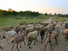 Възможни са протести в Куклен заради заровените кожи с антракс