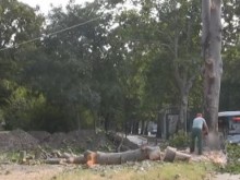 Корените на дърво спукаха водопровод в Пловдив, отсякоха го