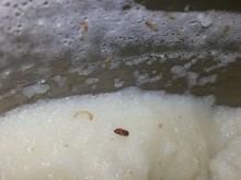 Продават ни грис с червеи и буболечки