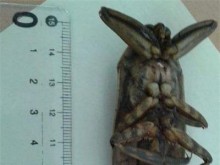 Голямо насекомо стресна пловдивчани