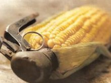 Европарламентът гласува всяка страна да може да забранява продажбата на ГМО храни на своя територия 