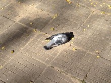 Отрова за мишки е причината за масовото измиране на гълъби в Пловдив