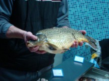 Банкери от морето окупират Хисаря за Никулден