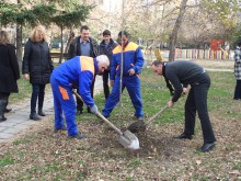 Борислав Инчев засади 3 чинара в парк "Молдавия"