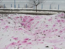 Цветен сняг стресна русенци