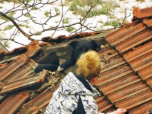 Доброта: Граждани в уникална операция за спасяване на куче от покрив