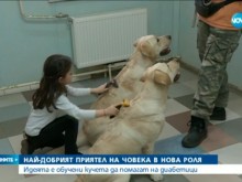 Обучават кучета да помагат на диабетици