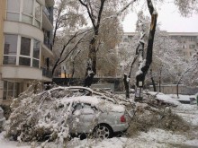 Собственици на пострадали от паднали клони коли първо чакали застраховател